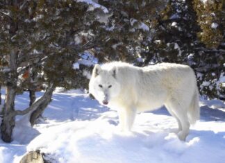 Arctic wolf standing on snow near trees in a winter forest landscape