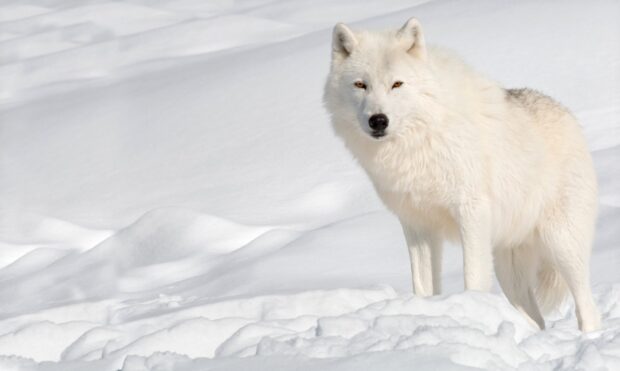 Arctic wolf standing in the snowy landscape with white fur blending into the snow