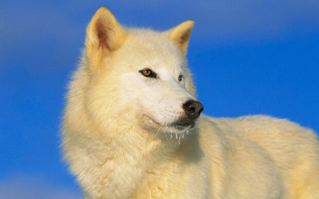 Arctic wolf with white fur looking into the distance against a blue sky background