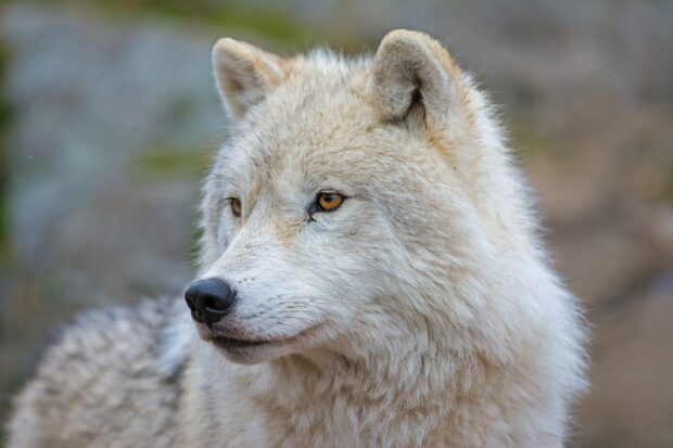 Close up of arctic wolf with thick fur and amber eyes in natural environment