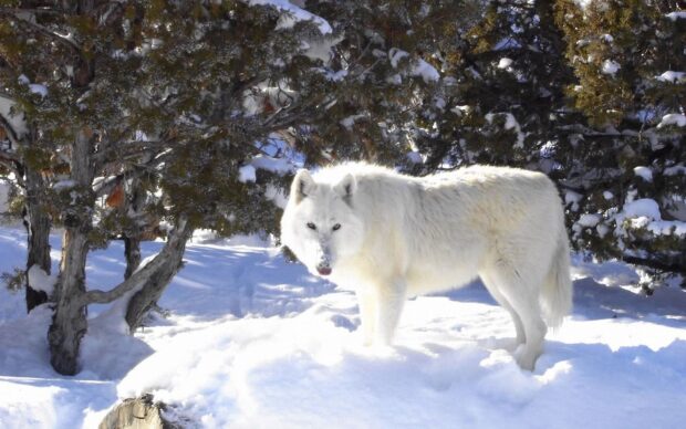 Arctic wolf standing on snow near trees in a winter forest landscape