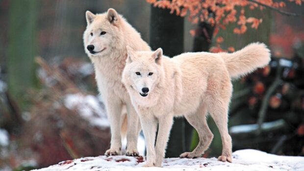 Two arctic wolves standing on snow in a natural forest setting