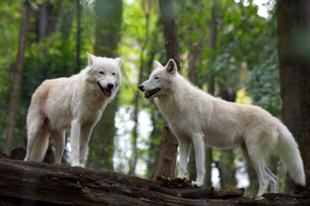 Two arctic wolves standing on tree trunks in a dense forest environment