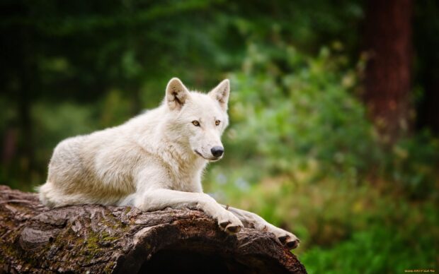 Arctic wolf resting on a log in a lush green forest environment