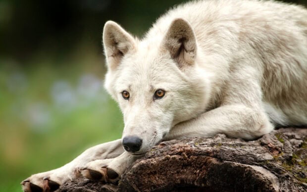 Arctic wolf resting on a tree branch with focused eyes in natural habitat