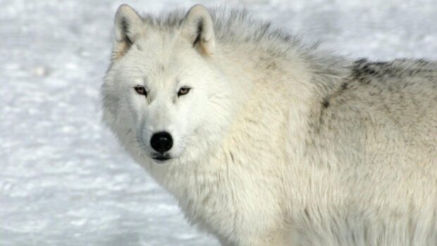 Arctic wolf standing on snow looking directly at the camera with clear eyes