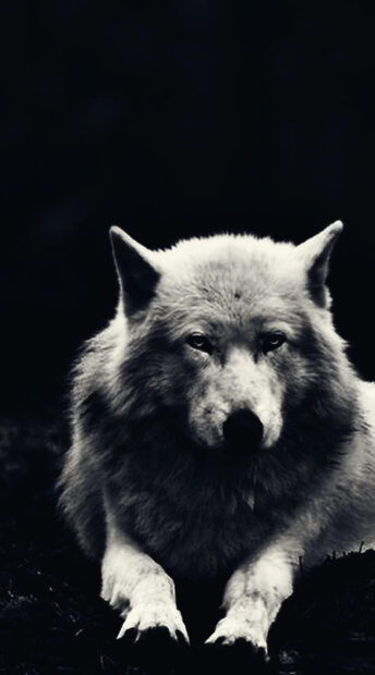 Arctic wolf resting calmly in dark surroundings with detailed fur texture