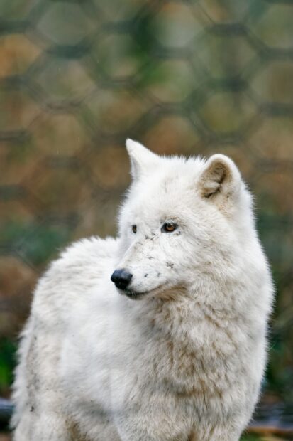 A white Arctic wolf standing outdoors with detailed fur and focused eyes