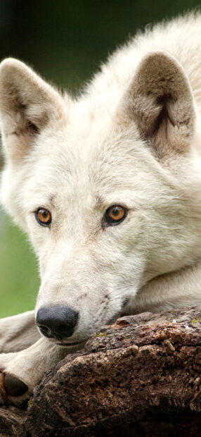 Close up of arctic wolf resting its head on a log in a natural setting