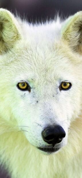 Close up of arctic wolf face with intense amber eyes