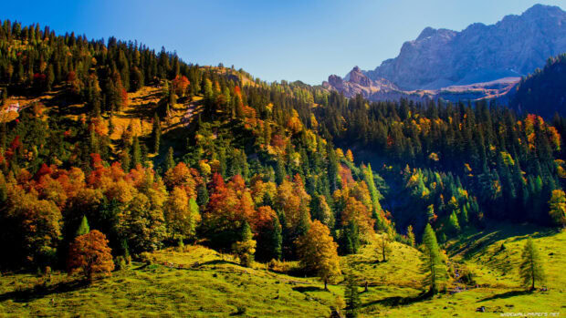 A vibrant autumn forest in Austria with colorful trees under a clear blue sky, 4K Desktop Wallpaper