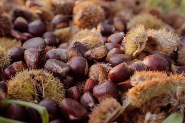 A close up view of chestnuts scattered with their spiky shells in a natural setting, 2K Desktop Wallpaper