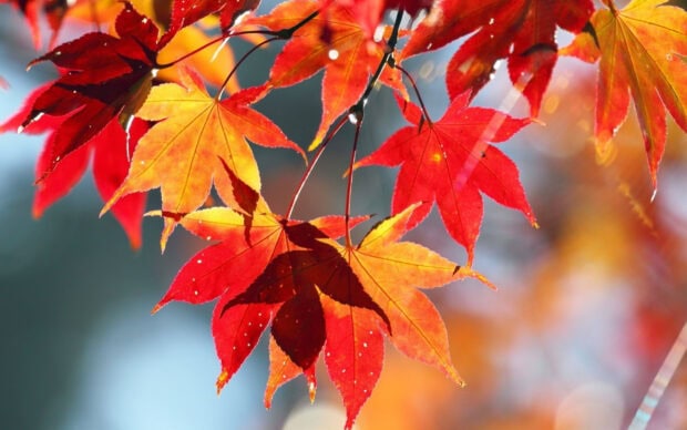 Bright red and orange maple tree leaves glowing in autumn light, 2K Desktop Wallpaper