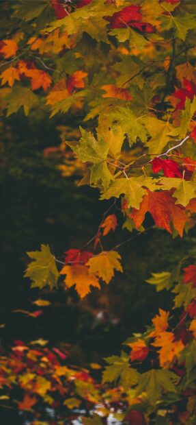 A branch with beautiful maple tree leaves showing autumn colors in a natural setting, 2K Phone Wallpaper