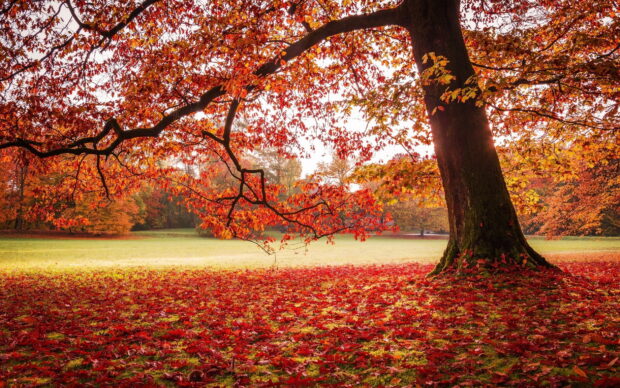 A large maple tree with vibrant red leaves spreads over the green field covered by fallen leaves, HD Desktop Wallpaper