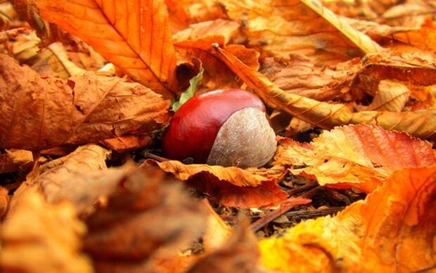 A shiny chestnut lies on orange autumn leaves on the ground, HD Desktop Wallpaper