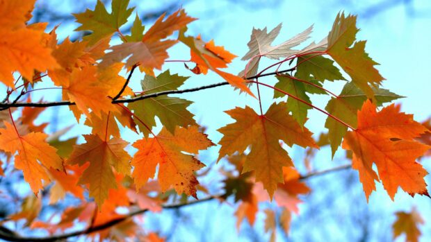 The maple tree leaves show vibrant autumn colors against a clear blue sky, 4K Desktop Wallpaper