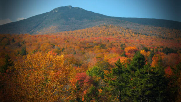 A vibrant autumn forest with colorful leaves under a clear sky in Vermont, 4K Desktop Wallpaper
