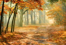 A peaceful autumn forest path lined with vibrant maple trees and fallen leaves, 2K Desktop Wallpaper