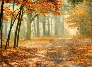 A peaceful autumn forest path lined with vibrant maple trees and fallen leaves, 2K Desktop Wallpaper