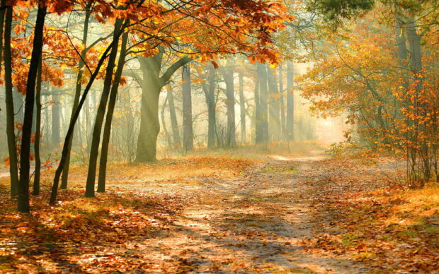 A peaceful autumn forest path lined with vibrant maple trees and fallen leaves, 2K Desktop Wallpaper