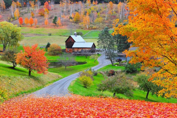 A winding road leads to a barn surrounded by vibrant fall trees in Vermont, HD Desktop Wallpaper