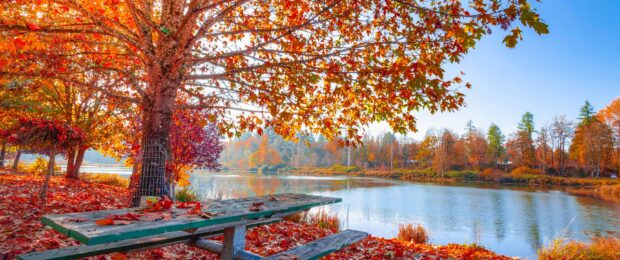A large maple tree with vibrant orange leaves stands near a calm lake surrounded by autumn foliage, 2K Desktop Wallpaper
