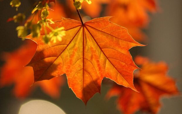 A close up of an orange maple leaf in autumn with blurred background, 2K Desktop Wallpaper