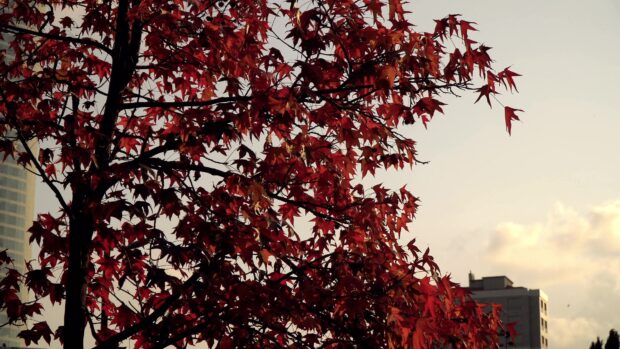 Red maple tree leaves glow against city buildings in autumn, 4K Desktop Wallpaper