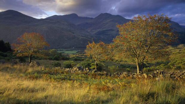 The image shows autumn trees with colorful berries and a mountainous landscape in Wales, 4K Desktop Wallpaper