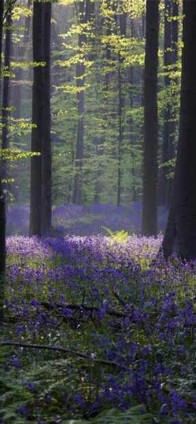 A peaceful Belgium forest with vibrant bluebells under tall green trees