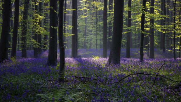 A peaceful Belgium forest with blooming bluebells under tall trees in early spring sunlight