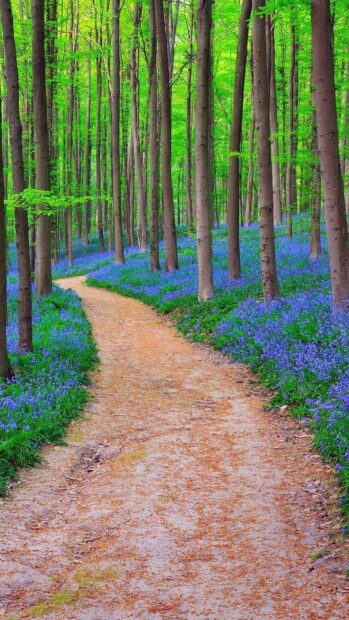 A winding path surrounded by bluebells and tall trees in a Belgium forest