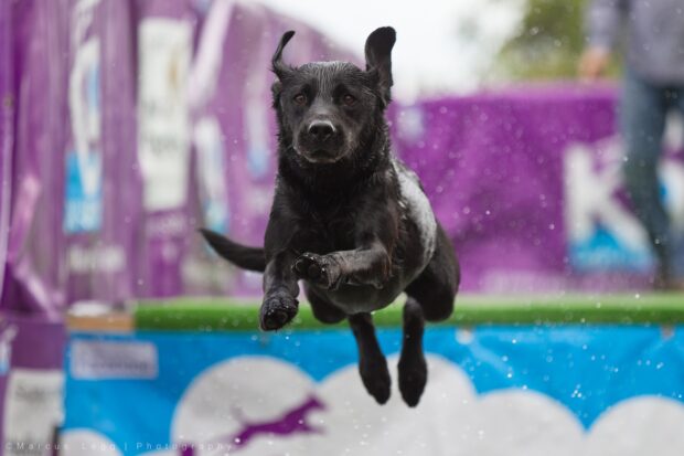 A black dog is captured mid air during dog sports with water splashing around, HD Desktop Wallpaper