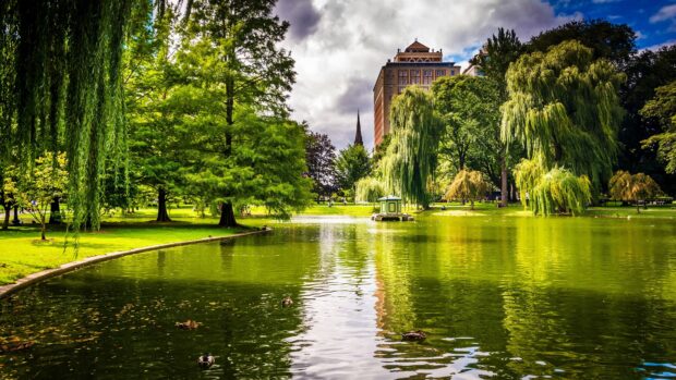 Green trees and buildings surround the pond in Boston park with serene water reflections