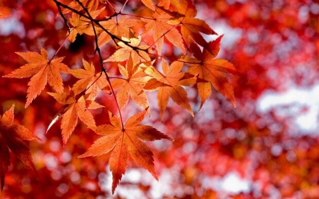 Bright autumn maple tree leaves glow against a blurred red background, 2K Desktop Wallpaper