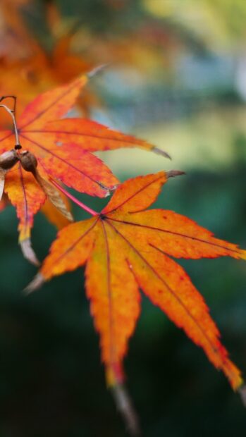 Bright orange maple tree leaves stand out against a blurred green background, 4K Mobile Wallpaper
