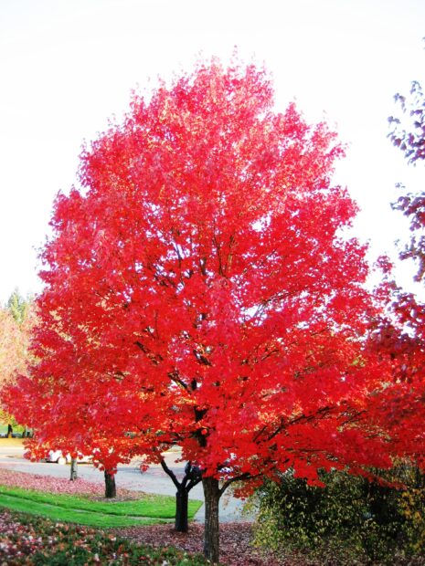 A bright red maple tree stands in autumn with fallen leaves around, 2K Mobile Wallpaper