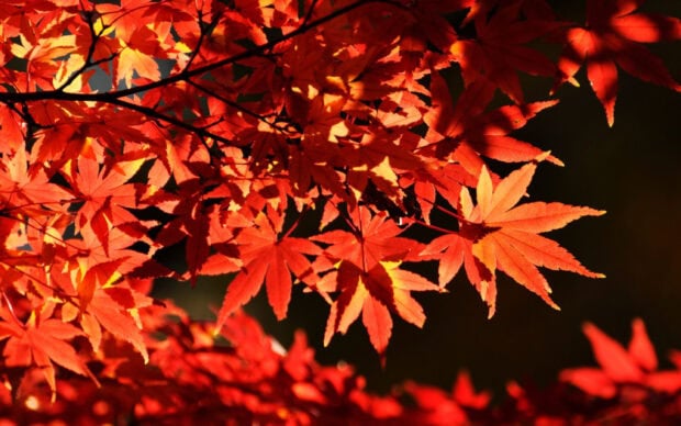Bright red maple tree leaves shining in sunlight during autumn season, 2K Desktop Wallpaper