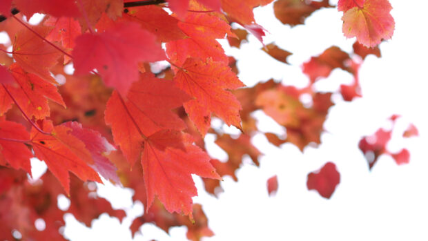 Bright red maple tree leaves showcase the vibrant fall season colors, 4K Desktop Wallpaper