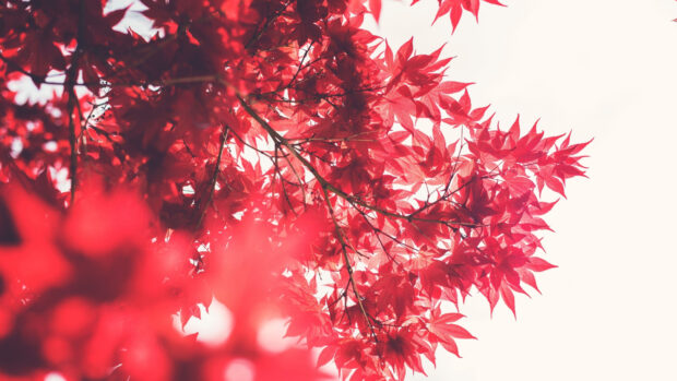 Bright red maple tree leaves are captured against a pale sky, 4K Desktop Wallpaper