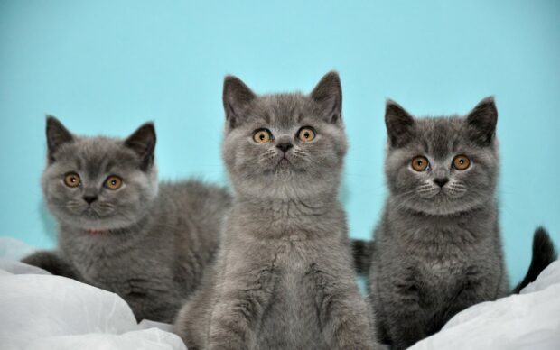Three adorable British cat kittens with grey fur sitting against a blue background