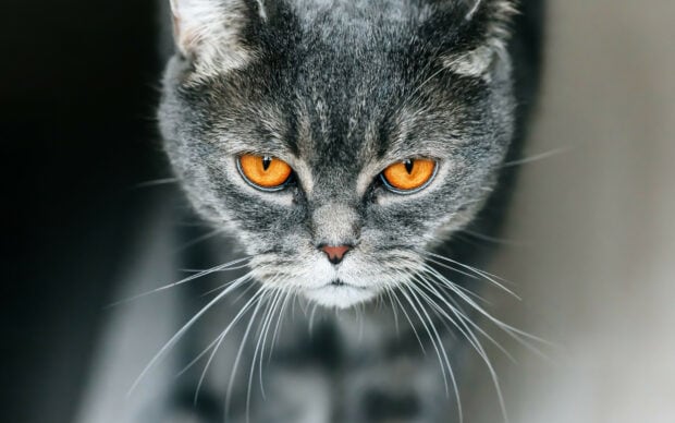 A close up of a British cat with striking orange eyes and detailed gray fur