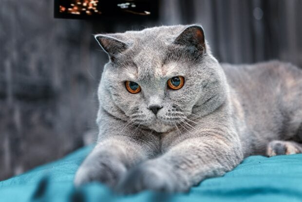 A close up of a British cat with amber eyes lounging on a blue surface indoors