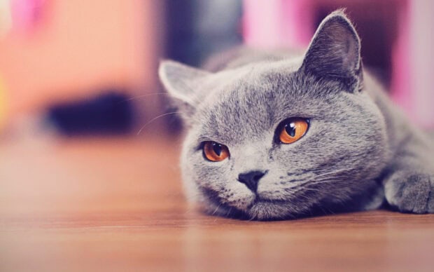 A close up of a British cat lying on a wooden floor with bright amber eyes