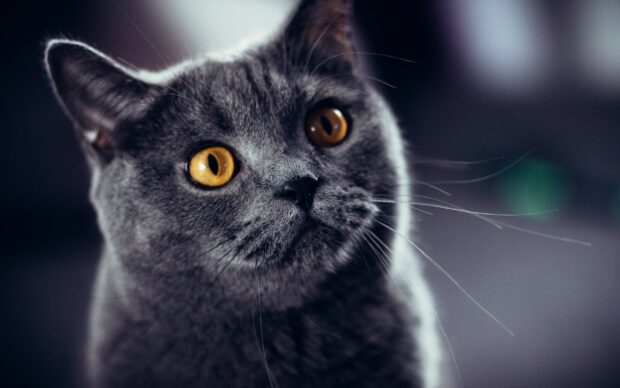A close up portrait of a British cat with yellow eyes and gray fur looking intently