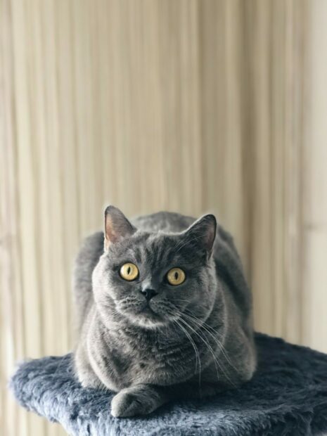 A British cat with gray fur and bright yellow eyes sitting calmly on a blue surface indoors