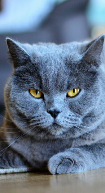 A close up of a British cat with gray fur and striking yellow eyes resting indoors