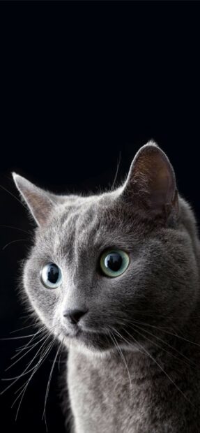 A close up portrait of a British cat with blue eyes against a dark background