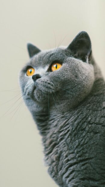 A close up portrait of a British cat with golden eyes looking attentively to the side